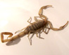 Treatment for centruroides genus sting