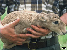 Miles de saigas muertos en Kazajistán por pasteurelosis o plaguicidas