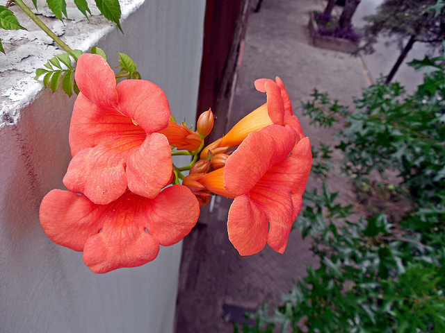 Trivia 420: Campsis radicans