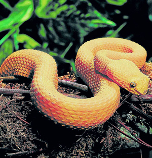 La OMS recuerda que las mordeduras de serpientes son una enfermedad olvidada