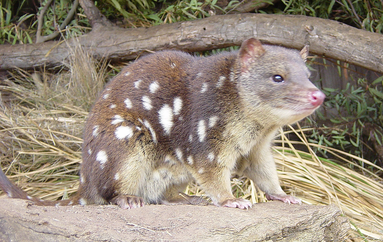 No tragar más sapos Rhinella marina para salvar los cuoles australianos