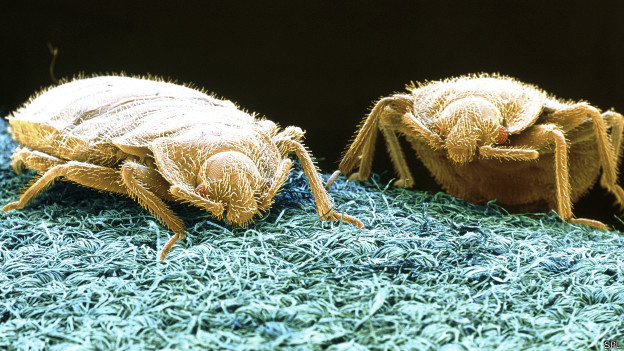 Alimentándose de sangre de una sola persona, la madre de todas las chinches puede crear una colonia