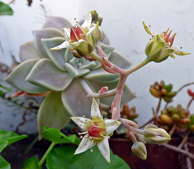 Estudian efectos hipoglicemicos de plantas silvestres de Sinaloa