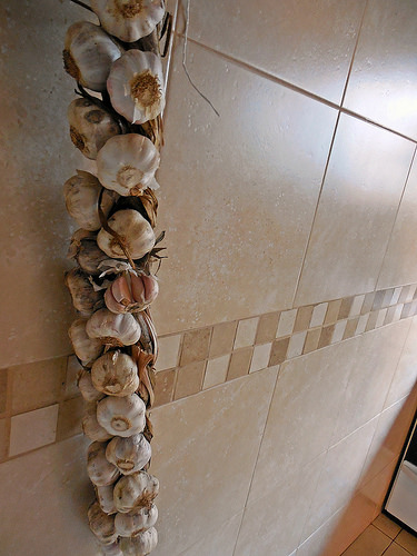 Reino Unido: buscan aprovechar las propiedades curativas del ajo para tratar a árboles enfermos