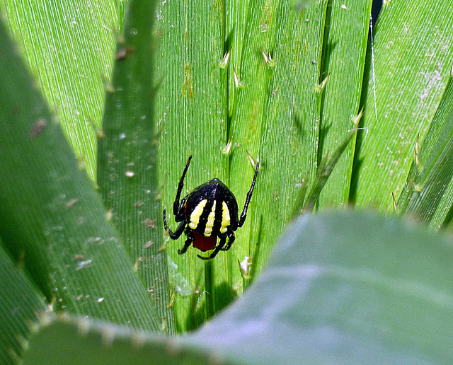 Sail or sink: novel behavioural adaptations on water in aerially dispersing spiders species