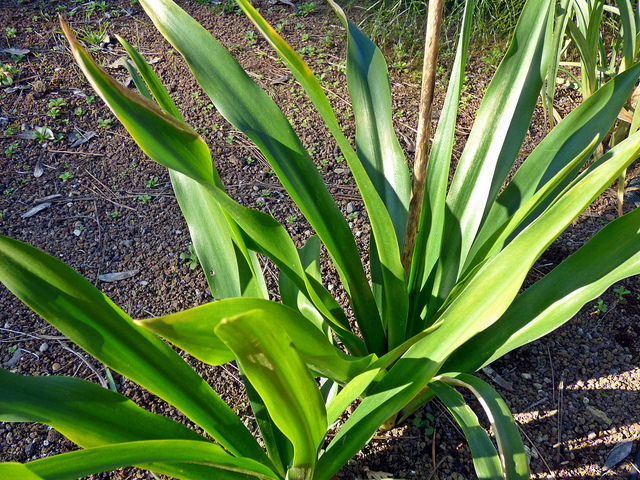 Trivia 375: Drimia maritima