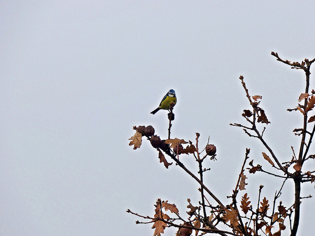 Carboneros comunes expuestos a mercurio, cobre y cromo tienen color de plumaje  menos atractivo