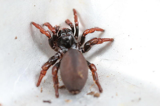 ¿Una araña Atrax robustus en Rosario?