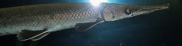 Trivia 344: Lepisosteidae