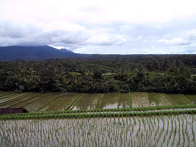 La importancia de medir rutinariamente el contenido de arsénico de los alimentos