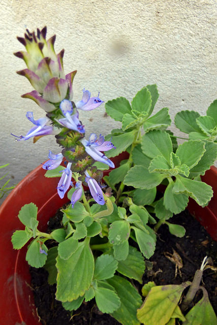 Trivia 411: boldo brasilero