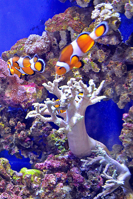Trivia # 343: Clownfish