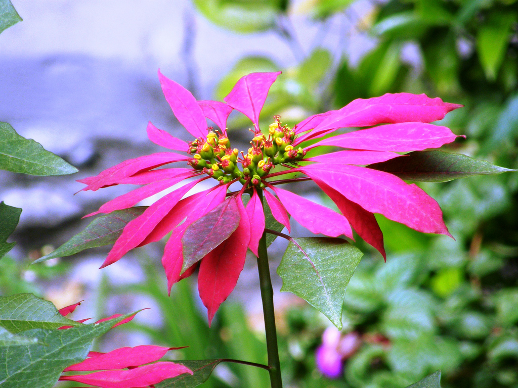 Trivia # 247: the 'petals' of poinsettia 