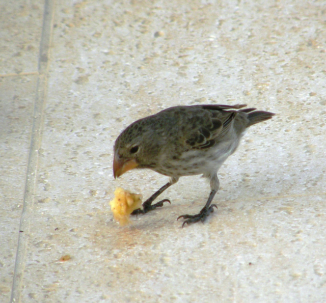Galápagos: Darwin's finches combat introduced nest parasites with fumigated cotton