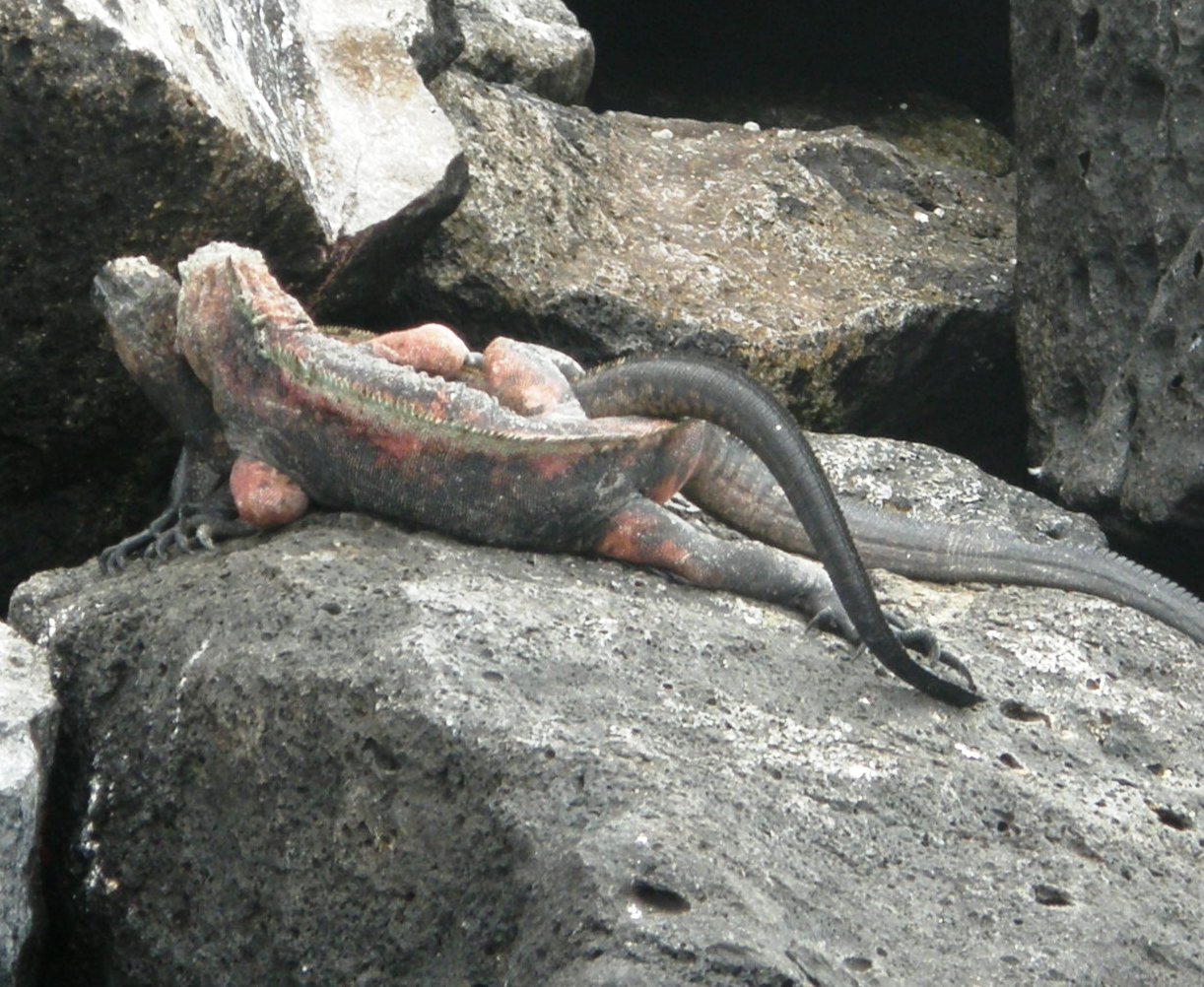 Respuesta de iguanas marinas ante catastrofes como la del golfo de México