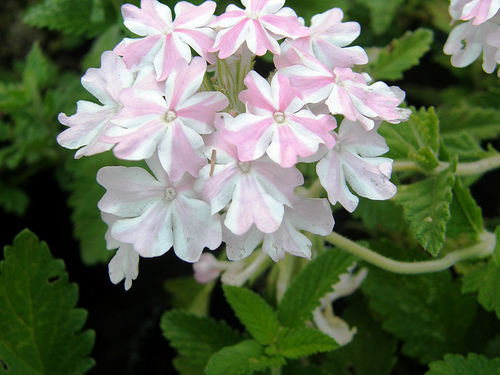 Trivia # 239: Verbena 
