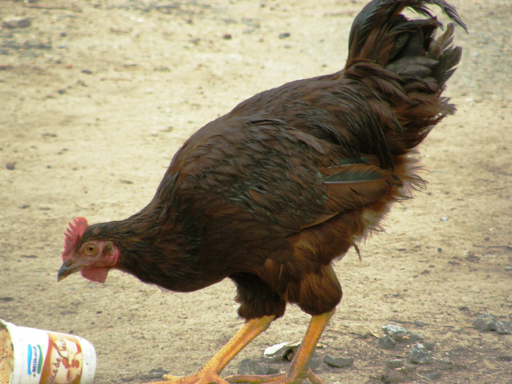 Piden en México el retiro del engordante para pollos Roxarsone, como hicieron en EEUU