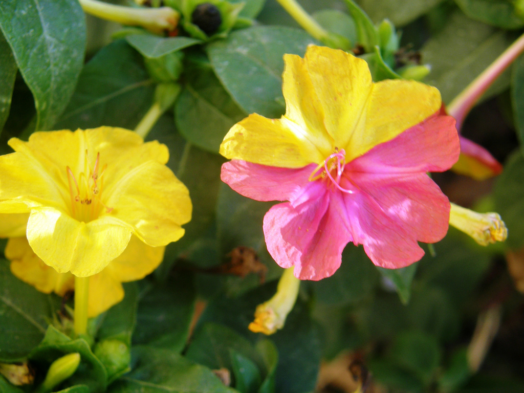 Trivia 380: Mirabilis jalapa I