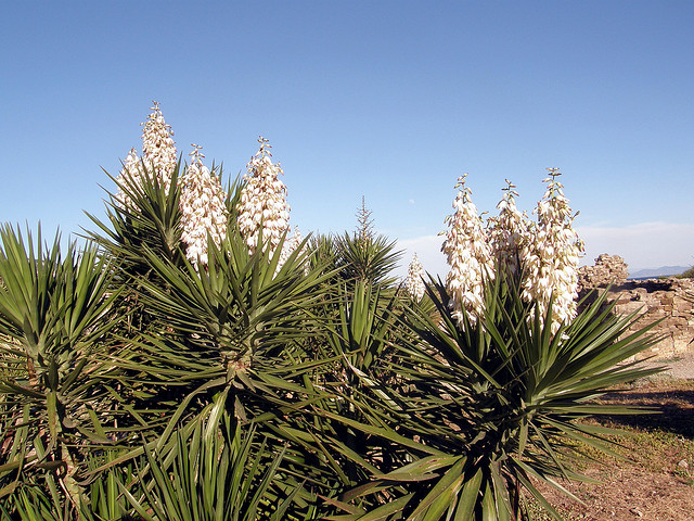 Trivia 412: Yucca aloifolia