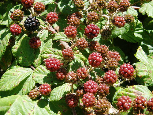 Trivia # 270: Blackberry II