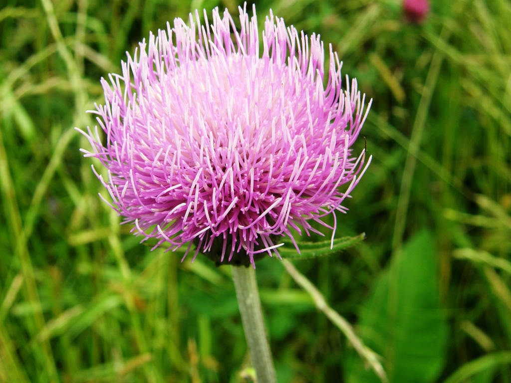 Trivia # 118:  nitrate accumulating in weeds