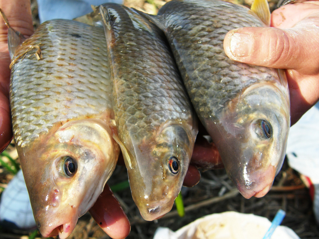 Peces con mercurio en lagos y represas de EEUU