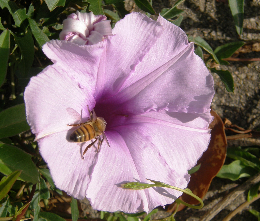 Trivia # 140: insecticide banned in Germany because  toxicity to bees
