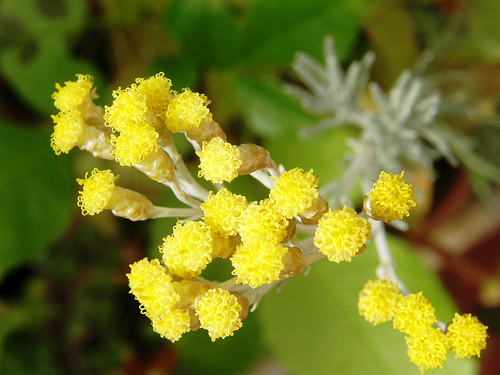 Trivia # 275: Helichrysum italicum