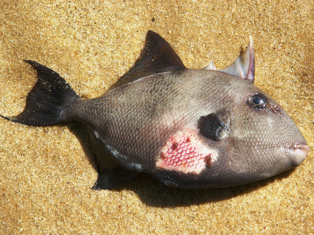 Advierte la AESAN sobre contaminación de alimentos con nitratos, mercurio y cadmio en ciertos grupos