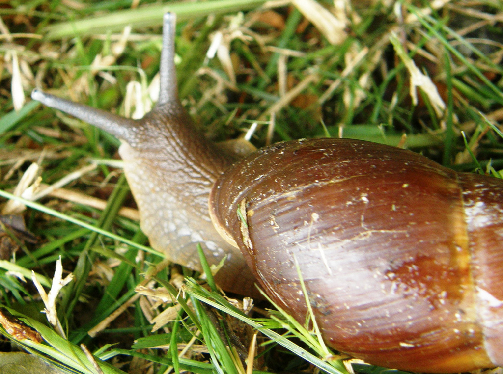 Dan metanfetamina a caracoles para entender claves de adicciones