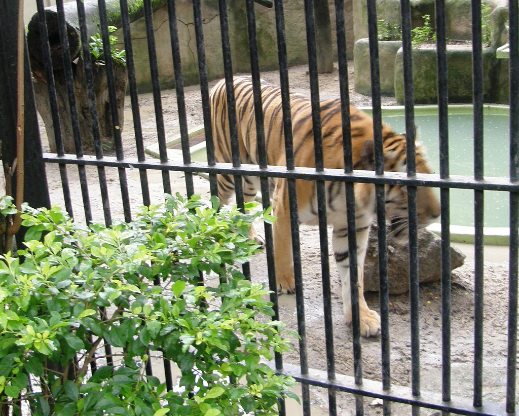 Hay que salvar a los últimos tigres