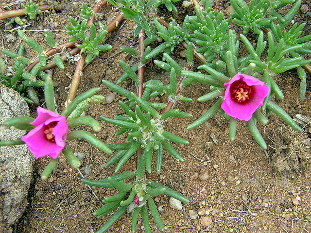 Trivia 367: Verdolaga III