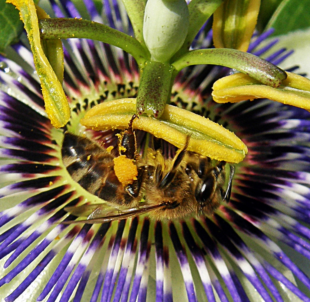 Advierten desde Pontevedra (Es) sobre alergia a himenopteros