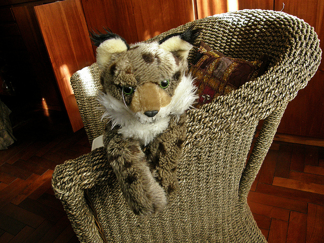 También necesitamos...celebrar la recuperación del lince ibérico