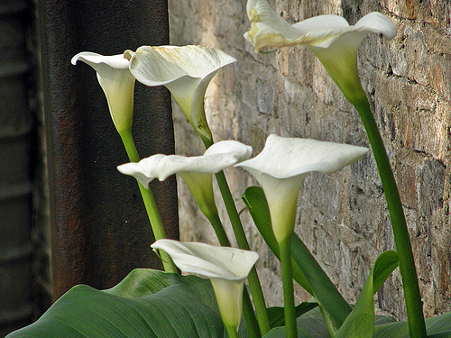 Zantedeschia aethiopica