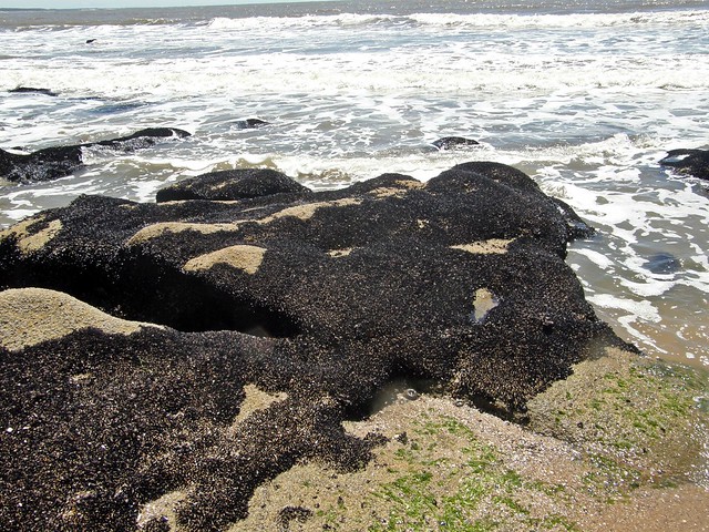 El mejillín puede servir para alertar sobre el impacto más amplio de la polución en los ecosistemas