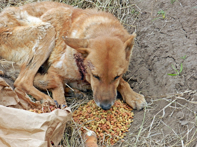 Matanza de perros en  Esperanza, presuntamente envenenados