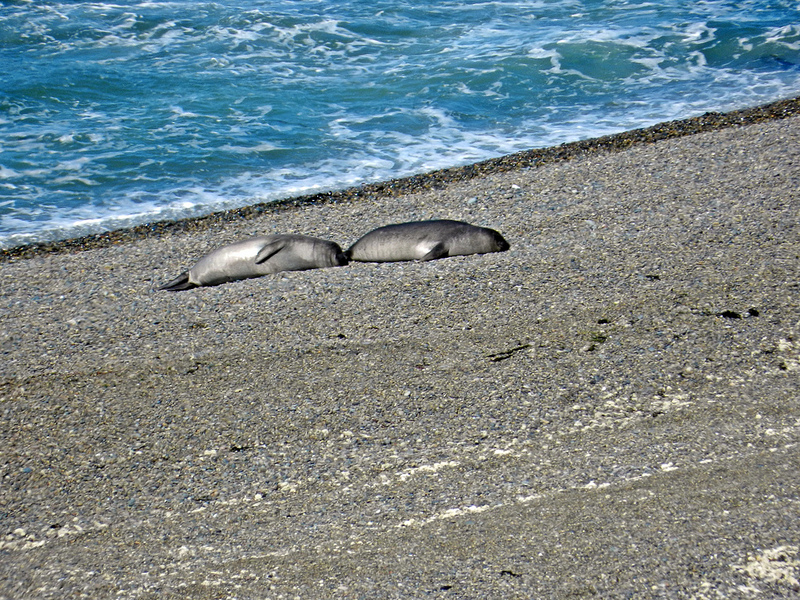Elevated carboxyhemoglobin in a marine mammal, the northern elephant seal, study