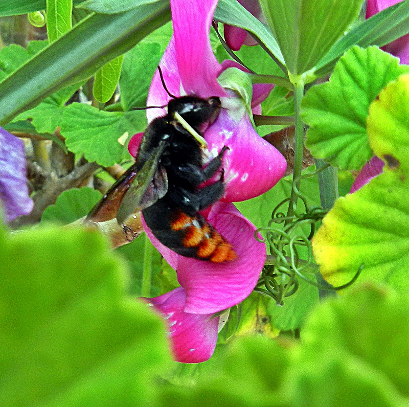 Neonicotinoid pesticide exposure induced chronic impairment of bumblebee natural foraging behaviour 