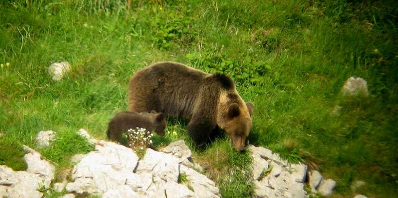 Uso de cebos tóxicos para osos, lobos y zorros (Es)