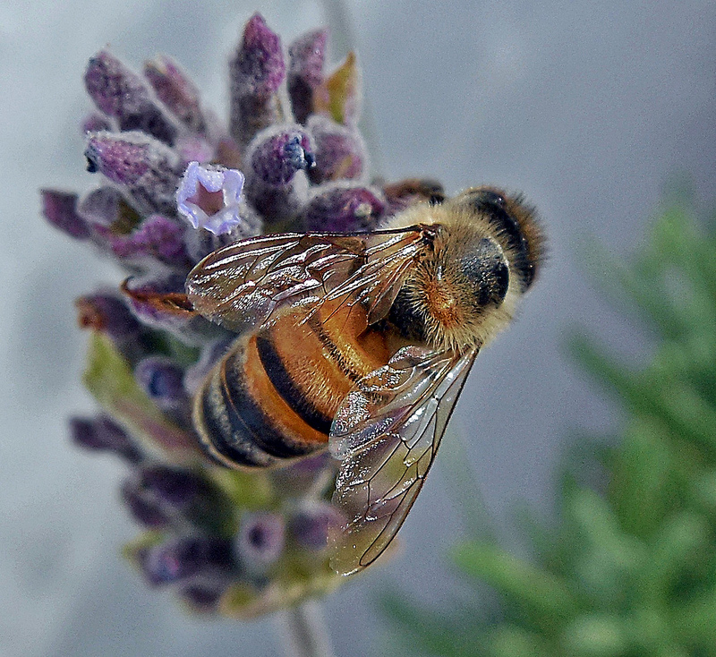  Trivia # 287: Trivias about bee in Spanish page