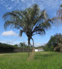 Brasil: destacan propiedades antioxidantes de la fruta del cumare (Astrocaryum aculeatum)