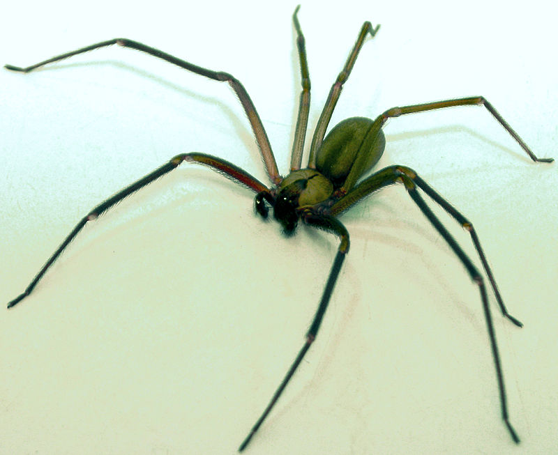 EEUU:Alertan sobre incremento de  los envenenamientos por Loxosceles reclusa, o araña reclusa parda