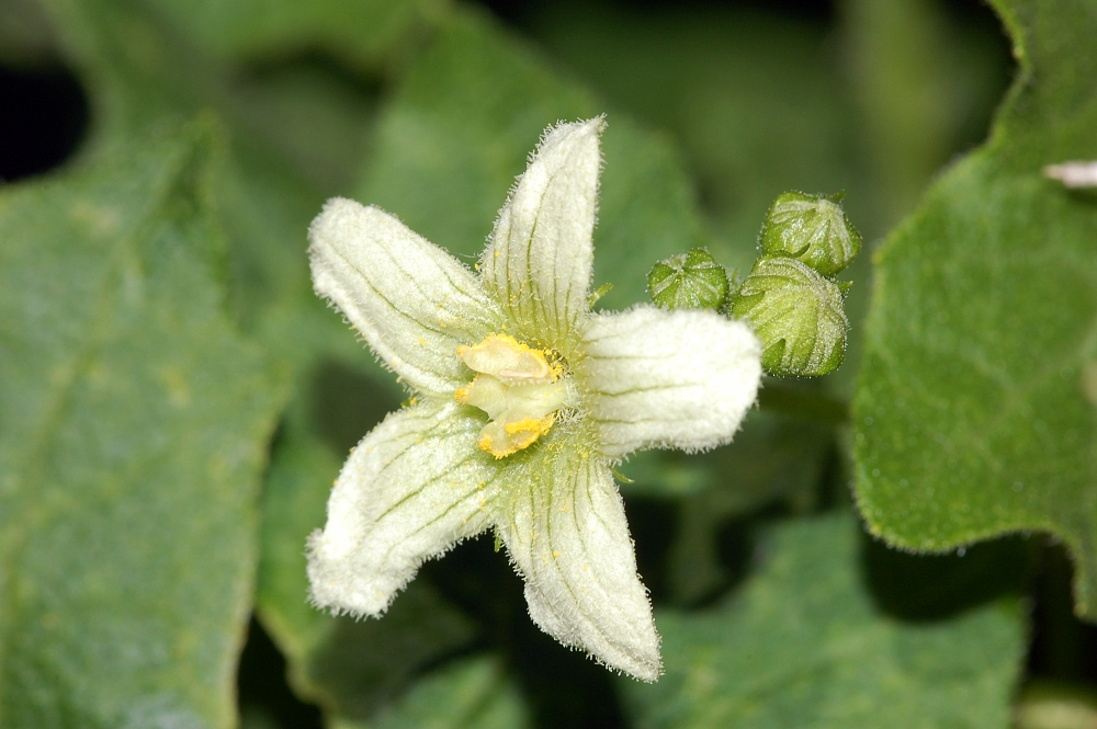 Aquí está, esta es la Bryonia dioica, vulgarmente conocida como nueza