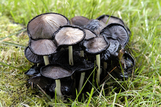 Pregunta 23: Coprinopsis atramentaria