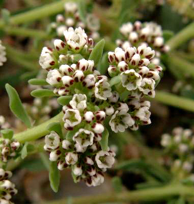 Posible utilidad de Corrigiola telephiifolia en fitorremediación de suelos contaminados con arsénico