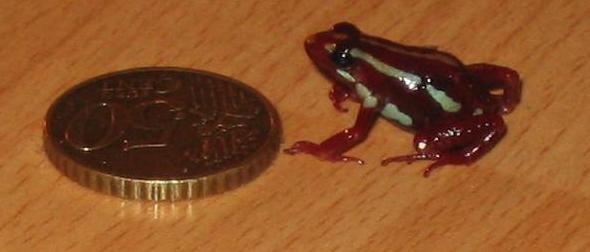 Consiguen reproducir con exito en Portsmouth, RU, a la rana  venenosa Epipedobates tricolor