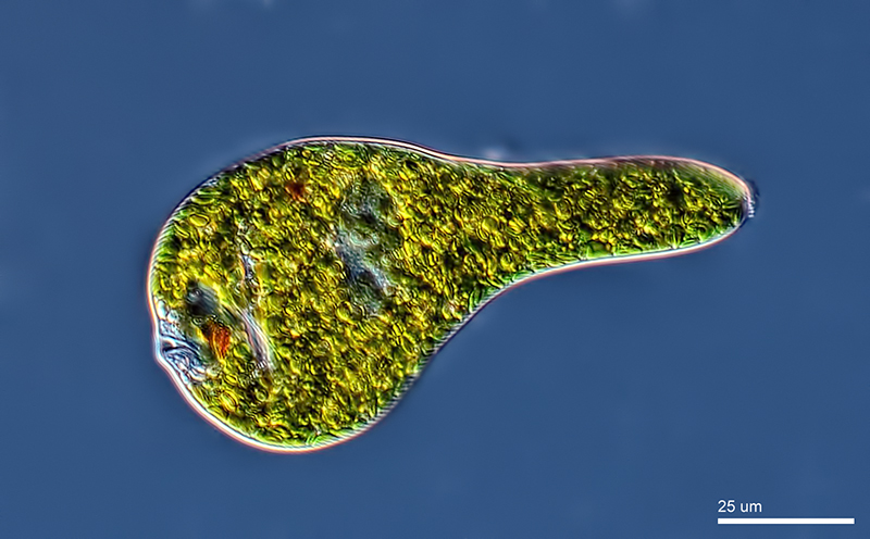 El paramilon, de un alga unicelular de agua dulce, como excipiente de comprimidos