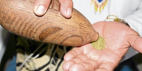 Advierten en Colombia sobre el mal uso del yagé o ayahuasca,  un remedio ancestral