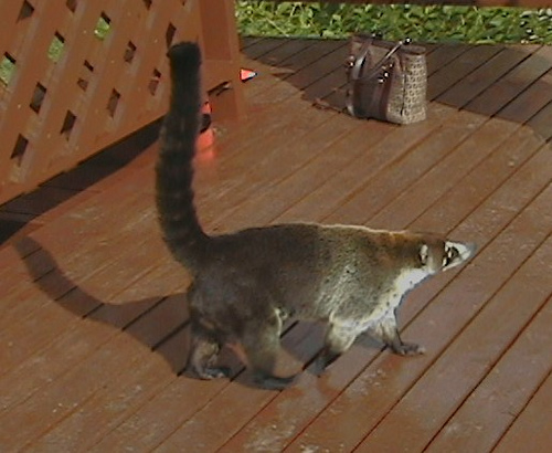 Envenenamiento deliberado de tejones en Bacalar, Quintan Roo, Mx